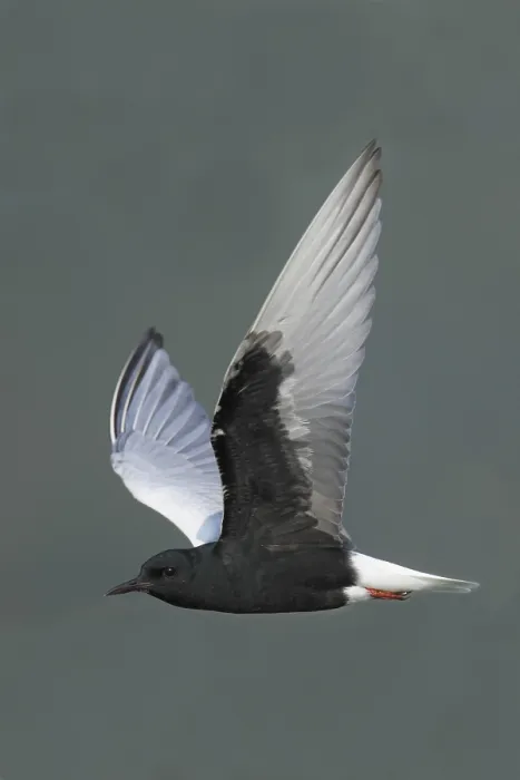 Framed Print : White-winged Black Tern (Chlidonias leucoptera) adult Framed Print : White-winged Black Tern (Chlidonias leucoptera) adult