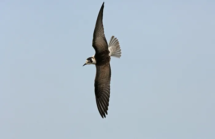 Framed Print : White-winged Black Tern (Chlidonias leucoptera) juvenile