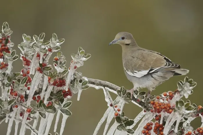 Framed Print : White-winged Dove (Zenaida asiatica)