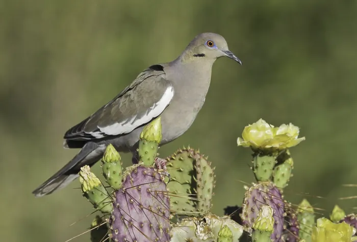 Framed Print : White-winged Dove (Zenaida asiatica)