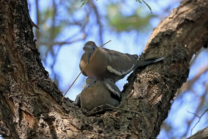 Framed Print : White-winged dove (Zenaida asiatica)