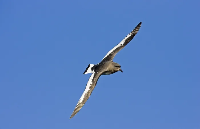 Framed Print : White-winged Petrel, Antarctic Petrel Framed Print : White-winged Petrel, Antarctic Petrel