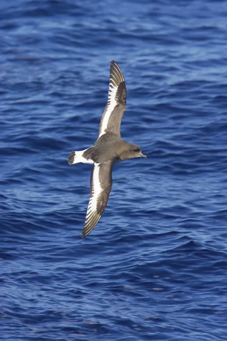 Framed Print : White-winged Petrel, Antarctic Petrel
