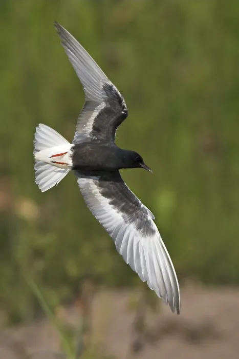 Framed Print : White-winged Tern (Chlidonias leucopterus) flying Framed Print : White-winged Tern (Chlidonias leucopterus) flying