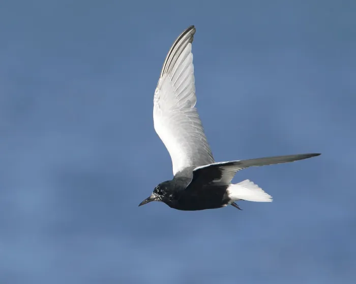 Framed Print : White-winged Tern (Chlidonias leucopterus) flying Framed Print : White-winged Tern (Chlidonias leucopterus) flying