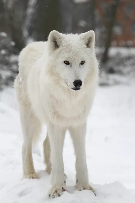 Framed Print : White Wolf (Canis lupus) Framed Print : White Wolf (Canis lupus)