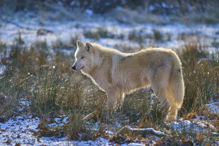 Framed Print : A white wolf stands in a snow-covered meadow Framed Print : A white wolf stands in a snow-covered meadow