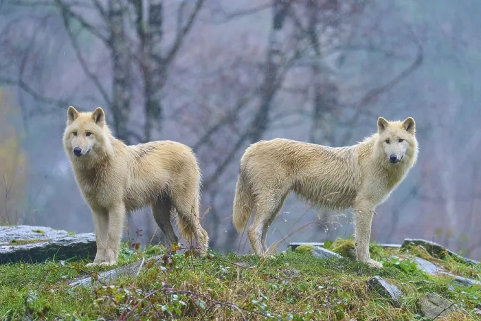 Framed Print : Two white wolves in the rain in a misty autumn forest