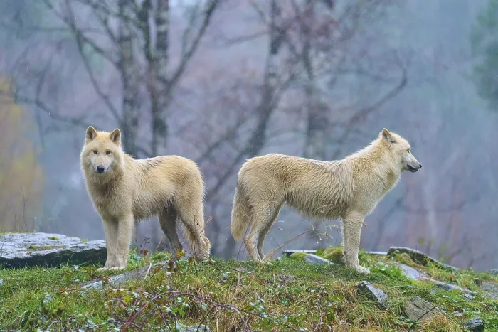 Framed Print : Two white wolves standing in the forest in the rain