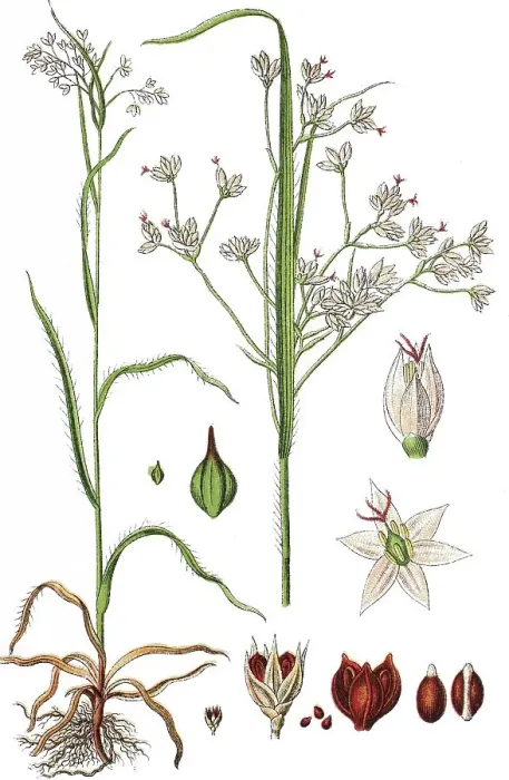 Framed Print : White Wood-rush (Luzula luzuloides)