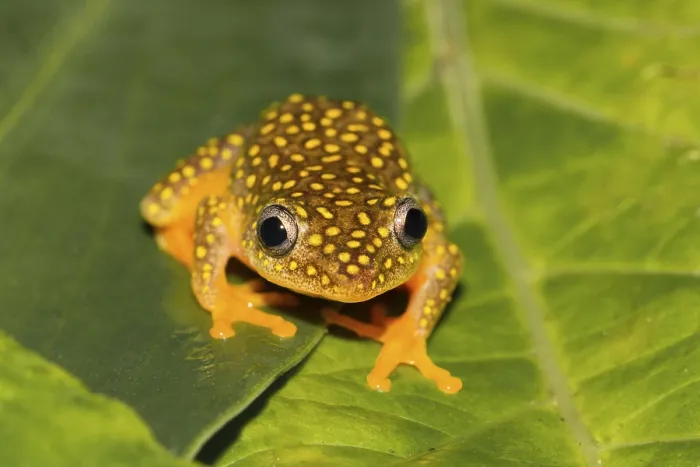 Framed Print : Whitebelly reed frog (Heterixalus Alboguttatus) sitting on leaf in rainforest