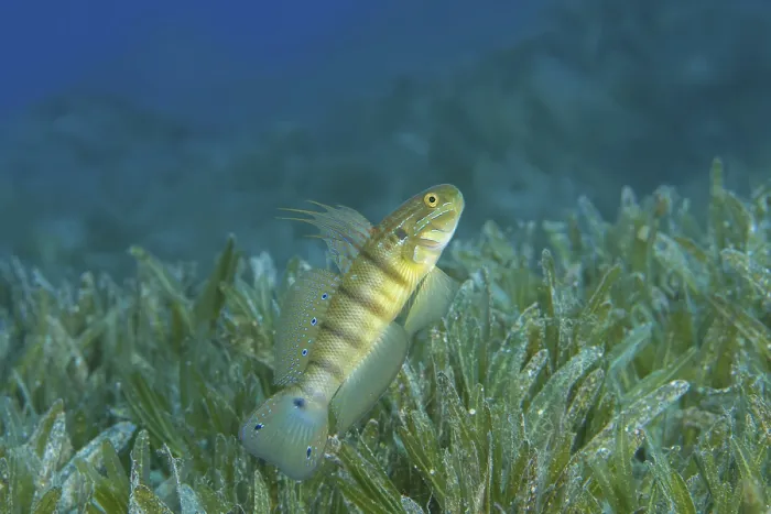 Framed Print : Whitelined Goby (Amblygobius albimaculatus) protects nest built in the seagrass