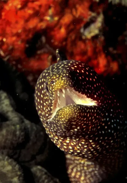 Framed Print : Whitemouth Moray or Spotted Moray Eel (Gymnothorax meleagris) Framed Print : Whitemouth Moray or Spotted Moray Eel (Gymnothorax meleagris)