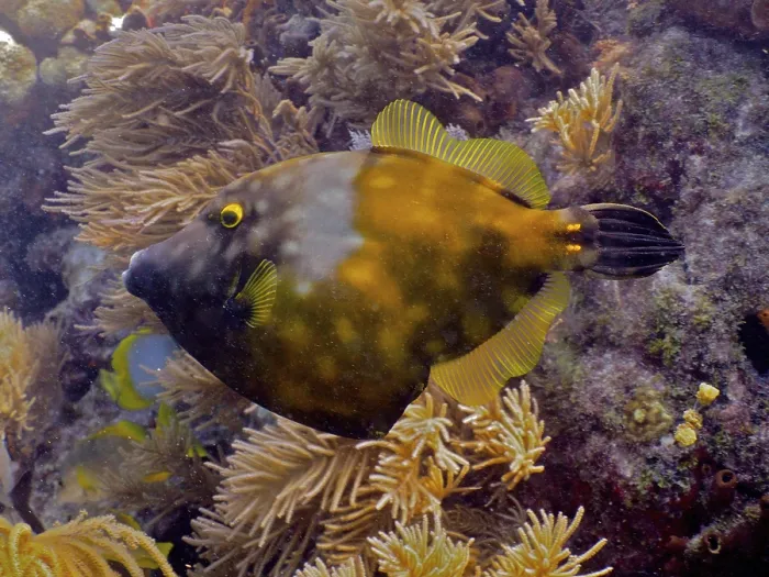 Framed Print : Whitespotted filefish (Cantherhines macrocerus)