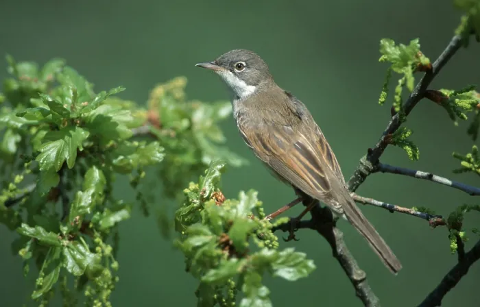 Framed Print : Whitethroat, Belgium (Sylvia communis) Framed Print : Whitethroat, Belgium (Sylvia communis)