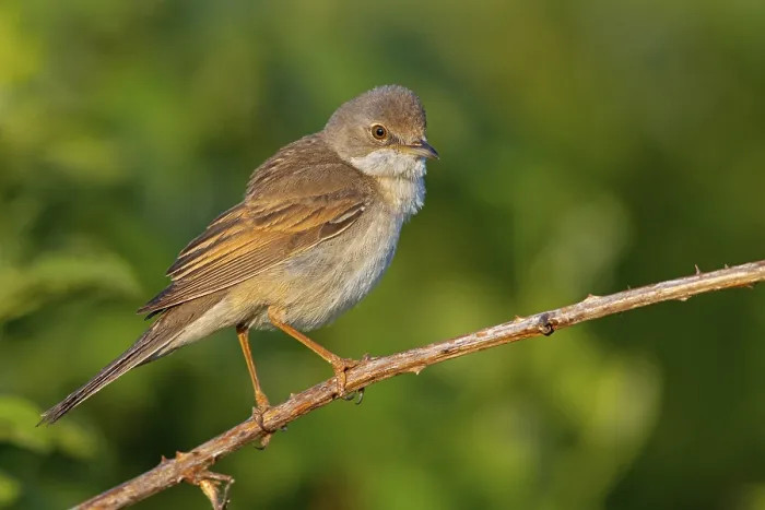 Framed Print : Whitethroat, common whitethroat (Sylvia communis)