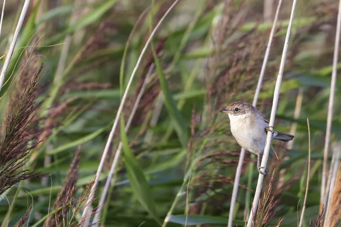 Framed Print : Whitethroat (Sylvia communis) sitting in the reeds on Juist