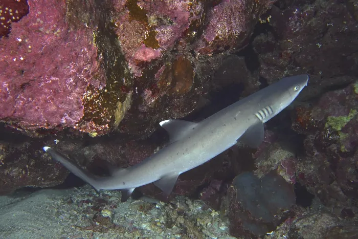 Framed Print : Whitetip reef shark (Triaenodon obesus) Framed Print : Whitetip reef shark (Triaenodon obesus)