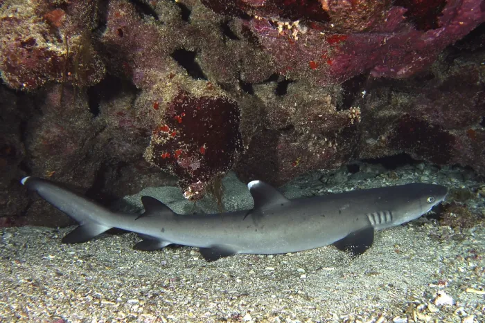 Framed Print : Whitetip reef shark (Triaenodon obesus)