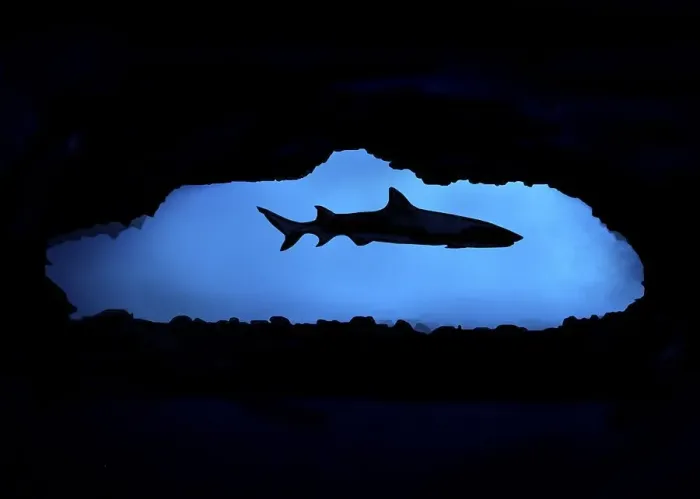 Framed Print : Whitetip reef shark (Triaenodon obesus) in a cave