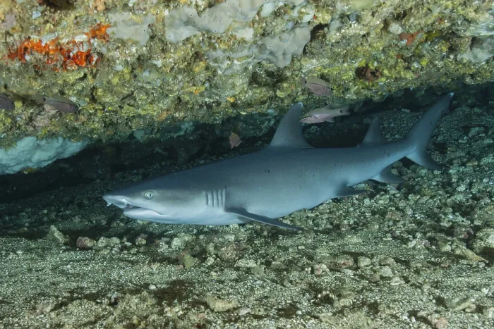 Framed Print : Whitetip reef shark (Triaenodon obesus) hides under rock overhang
