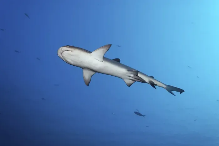 Framed Print : Whitetip reef shark (Triaenodon obesus) male