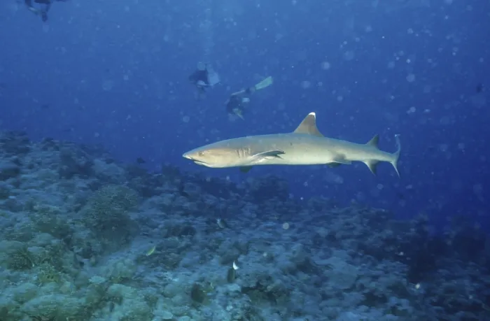Framed Print : Whitetip reef shark, white tip shark Framed Print : Whitetip reef shark, white tip shark