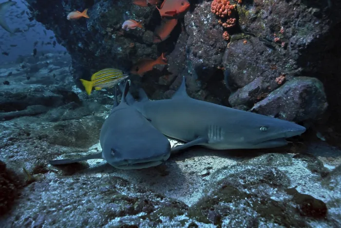Framed Print : Whitetip reef sharks (Triaenodon obesus)