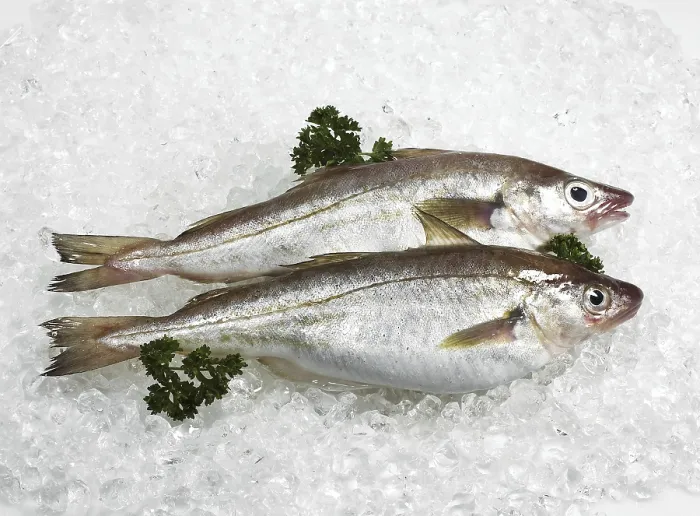 Framed Print : Whiting, merlangius merlangus, Fresh fish and parsley on ice