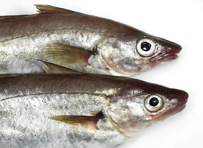 Framed Print : Whiting, merlangius merlangus, fresh fish against a white background