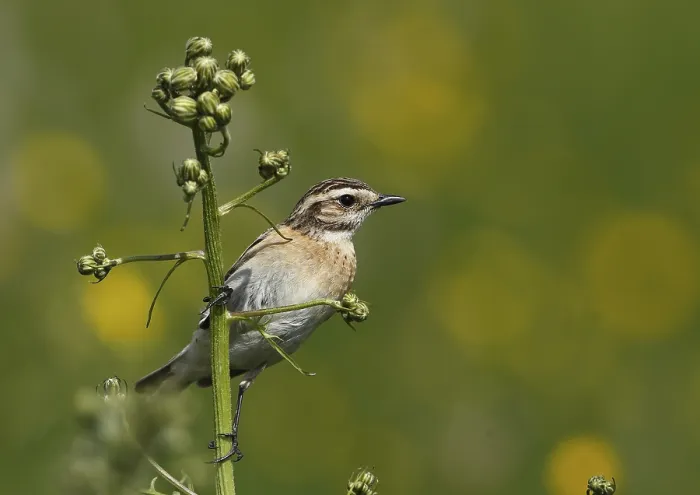 Framed Print : Whitthroat, Saxicola rubetra, sitting on a flower