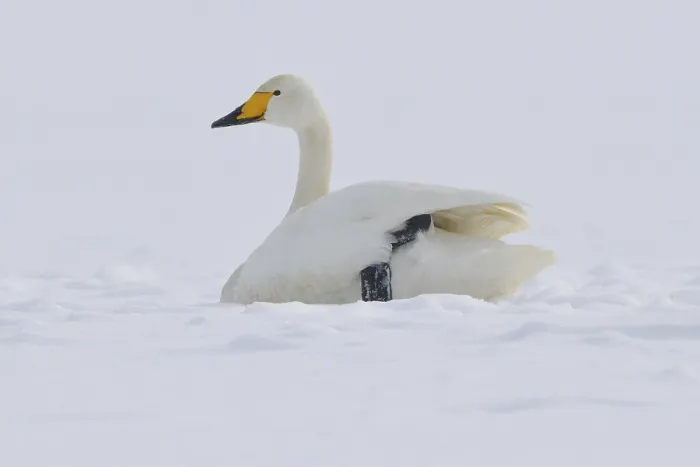 Framed Print : Whooper swan (Cygnus cygnus)