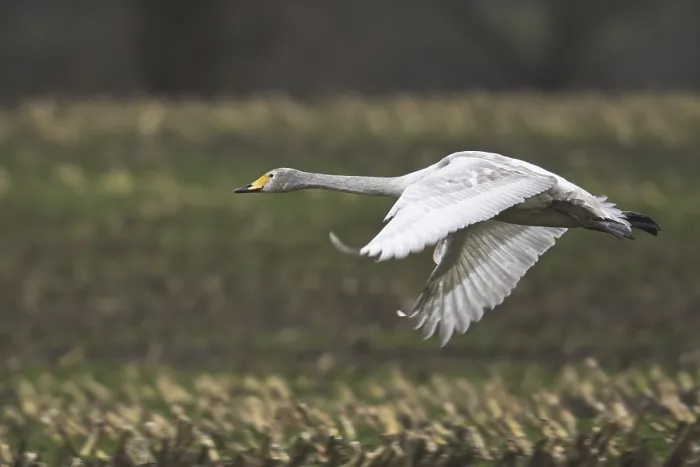 Framed Print : Whooper swan (Cygnus cygnus) Framed Print : Whooper swan (Cygnus cygnus)