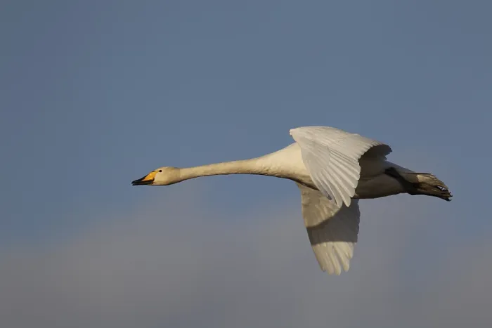 Framed Print : Whooper swan (Cygnus cygnus) adult bird flying