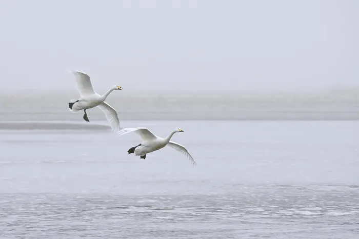 Framed Print : Whooper Swan (Cygnus cygnus), two adults