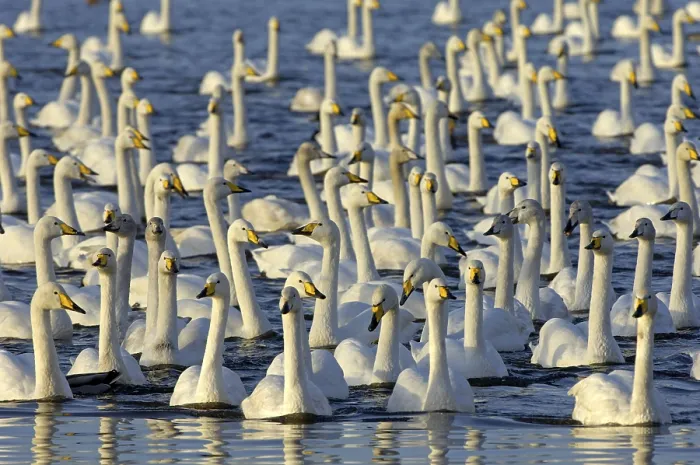 Framed Print : Whooper Swan (Cygnus cygnus) adults and immatures