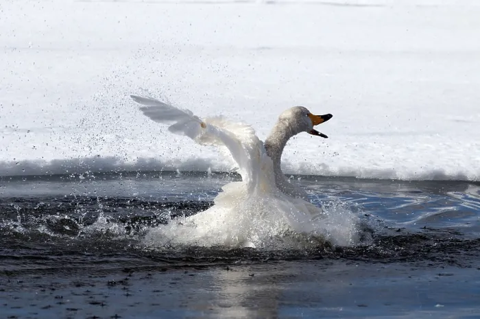 Framed Print : Whooper swan (Cygnus cygnus) bath, Japan