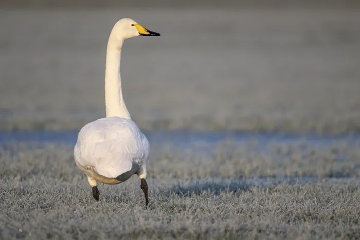 Framed Print : Whooper swan (Cygnus cygnus), Emsland