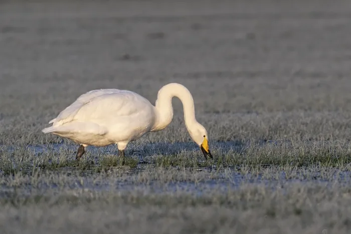 Framed Print : Whooper swan (Cygnus cygnus), Emsland Framed Print : Whooper swan (Cygnus cygnus), Emsland