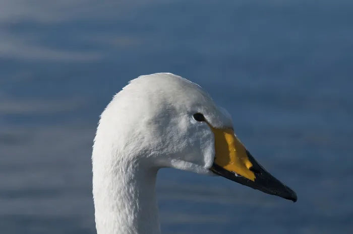 Framed Print : Whooper swan (Cygnus cygnus), Japan