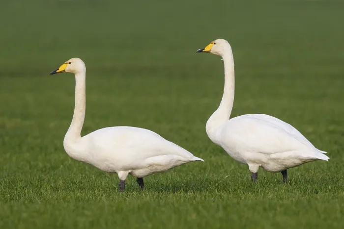 Framed Print : Whooper Swan (Cygnus cygnus), North Rhine-Westphalia Framed Print : Whooper Swan (Cygnus cygnus), North Rhine-Westphalia