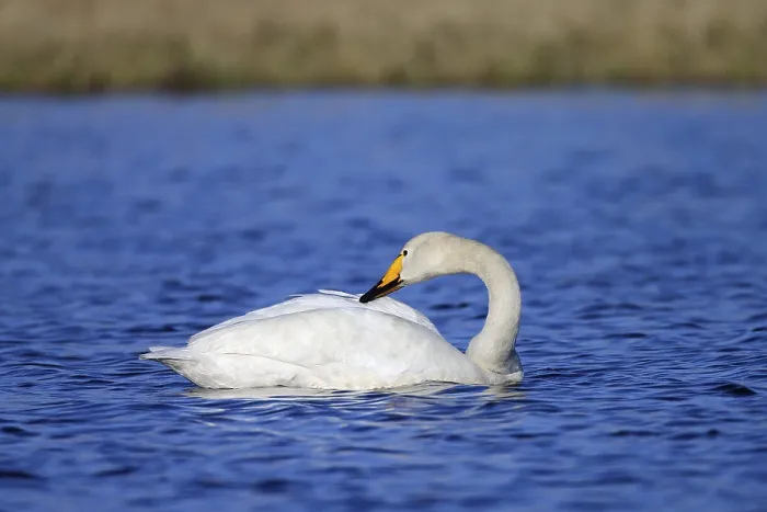 Framed Print : Whooper swan (Cygnus cygnus), Varanger Peninsula