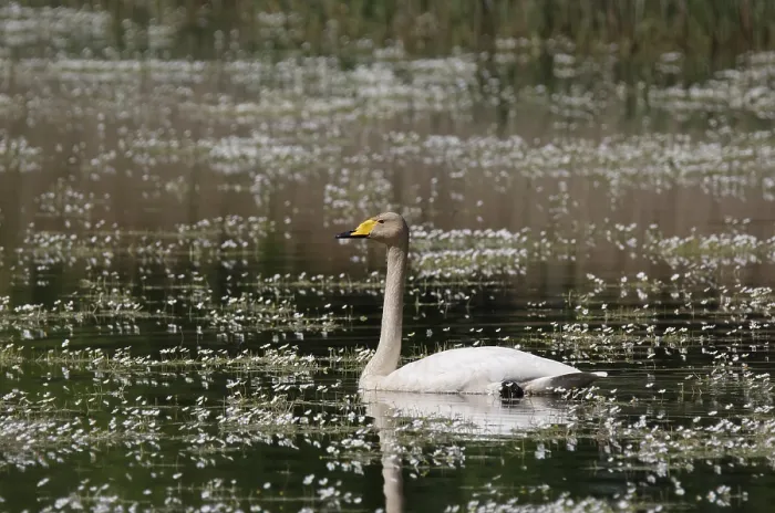 Framed Print : Whooper swan (Cygnus cygnus) in water Framed Print : Whooper swan (Cygnus cygnus) in water