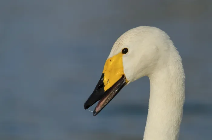 Framed Print : Whooper Swan Portrait