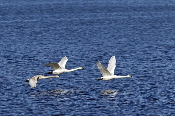 Framed Print : Whooper Swan, the young birds are only able to fly after 120