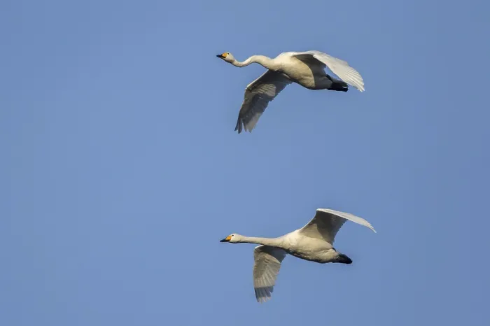 Framed Print : Whooper swans (Cygnus cygnus) Framed Print : Whooper swans (Cygnus cygnus)