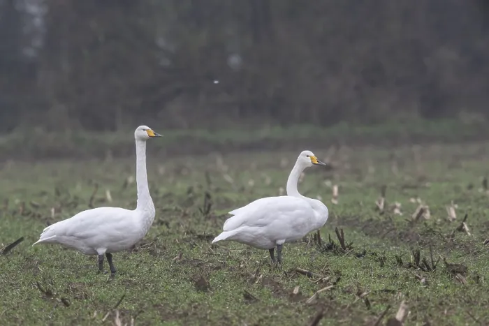Framed Print : Whooper swans (Cygnus cygnus), Emsland