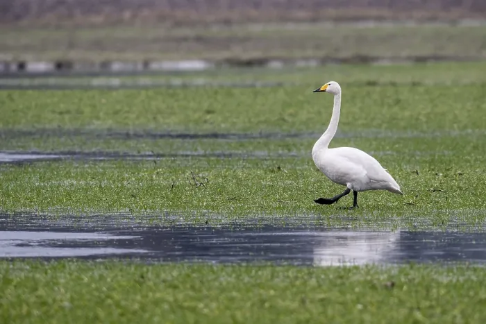 Framed Print : Whooper swans (Cygnus cygnus), Emsland Framed Print : Whooper swans (Cygnus cygnus), Emsland