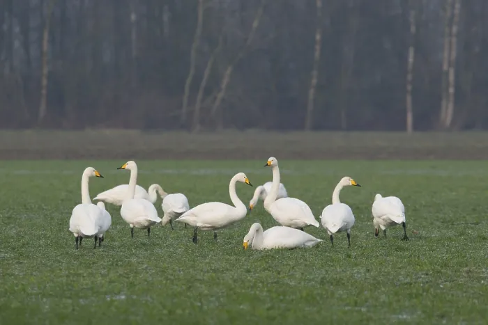 Framed Print : Whooper Swans (Cygnus cygnus), Emsland