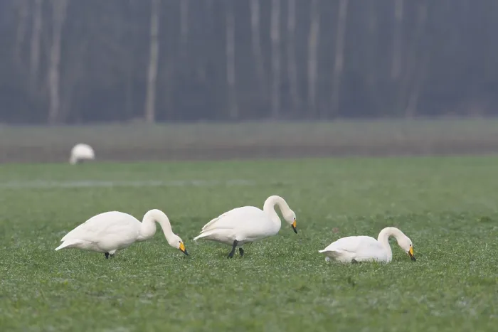 Framed Print : Whooper Swans (Cygnus cygnus), Emsland Framed Print : Whooper Swans (Cygnus cygnus), Emsland